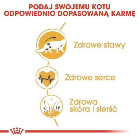 Royal Canin Feline Royal Canin Maine Coon Adult karma sucha dla kotów dorosłych rasy maine coon 2kg