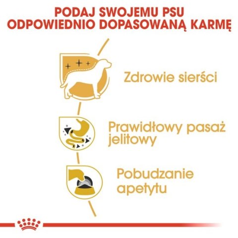 Royal Canin Breed Royal Canin Chihuahua Adult karma mokra - pasztet, dla psów dorosłych rasy chihuahua saszetka 85g
