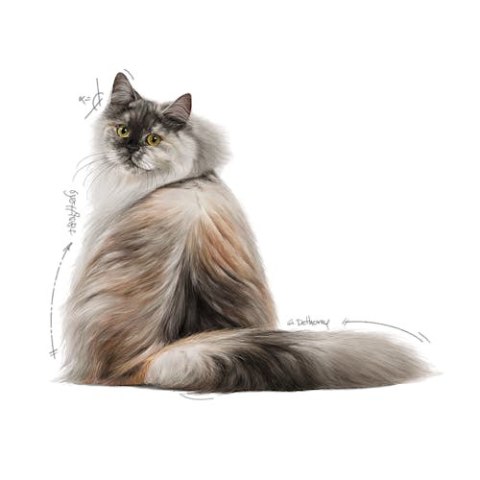 Royal Canin Feline Royal Canin Hair & Skin Care w sosie karma mokra dla kotów dorosłych, zdrowa skóra, piękna sierść saszetka 85g