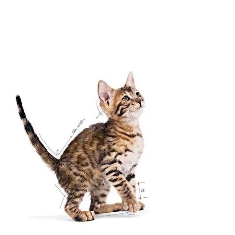 Royal Canin Feline Royal Canin Kitten Sterilised karma mokra w galaretce dla kociąt od 6 do 12 miesiąca życia, sterylizowanych saszetka 85g