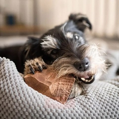 4DOGS 4DOGS Gryzak z korzenia drzewa wrzosowego XL