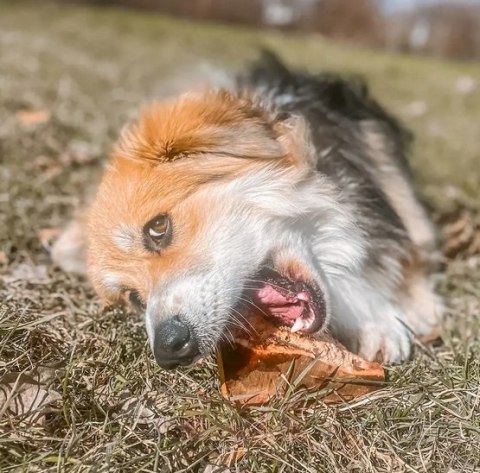 4DOGS 4DOGS Gryzak z korzenia drzewa wrzosowego XL