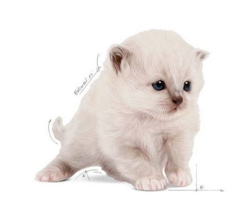 Royal Canin Feline Royal Canin Babycat Milk pełnoporcjowy preparat mlekozastępczy dla kociąt do 2 miesiąca życia 300g