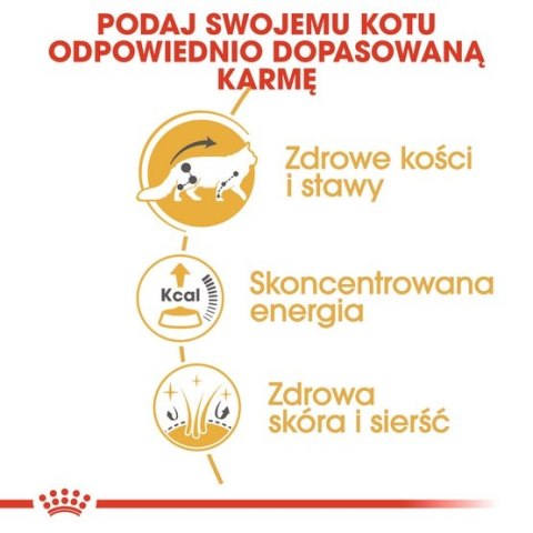 Royal Canin Feline Royal Canin Maine Coon karma mokra w sosie dla kotów dorosłych rasy maine coon saszetka 85g