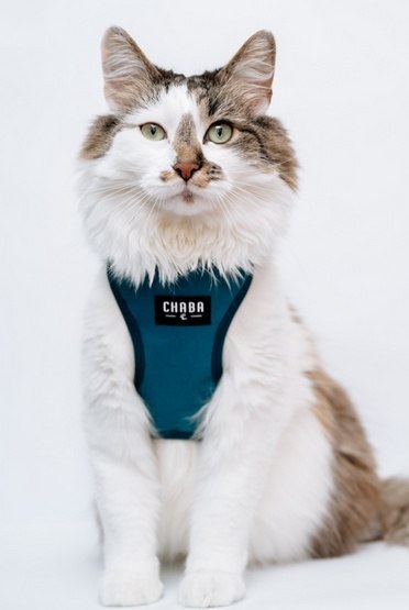 Chaba CHABA Szelki Guard Comfort Classic L morskie