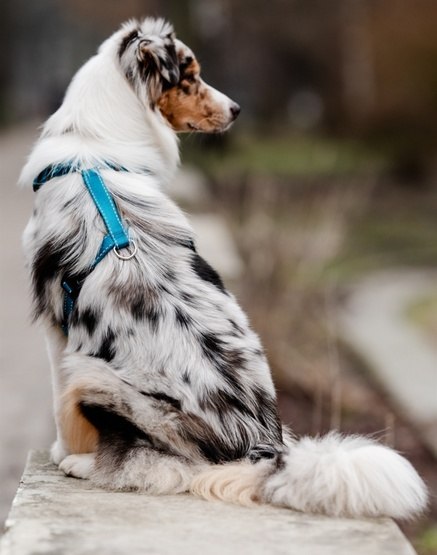 Chaba CHABA Szelki Guard Comfort Classic L morskie