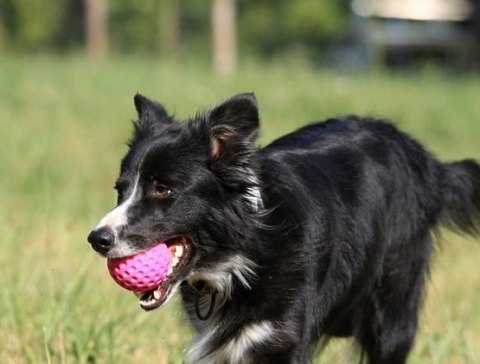 Kiwi Walker Kiwi Walker Let's Play Ball Mini piłka różowa