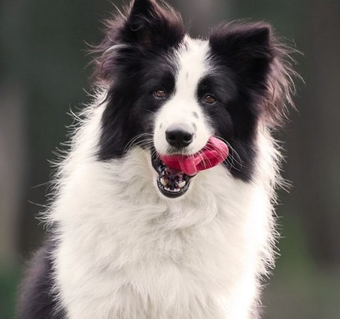 PetDreamHouse PetDreamHouse Zabawka gumowa Geo-Astro Rolly granatowa