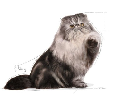 Royal Canin Feline Royal Canin Persian Adult karma mokra w pasztecie dla kotów dorosłych rasy perskiej saszetka 85g