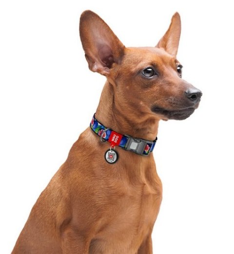 Collar Collar WauDog Nylon Obroża nylonowa z QR-paszportem, plastikowy fastex, wzór FIGA, M 20mm/28-40cm