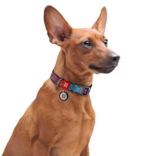Collar Collar WauDog Nylon Obroża nylonowa z QR-paszportem, plastikowy fastex, wzór LATO, 25mm/37-58cm