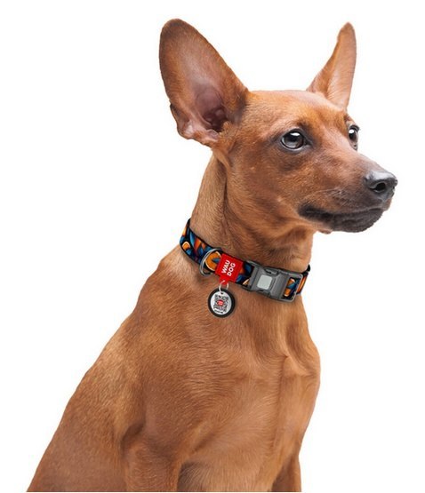 Collar Collar WauDog Nylon Obroża nylonowa z QR-paszportem, plastikowy fastex, wzór POMARAŃCZE, 20mm/28-40cm