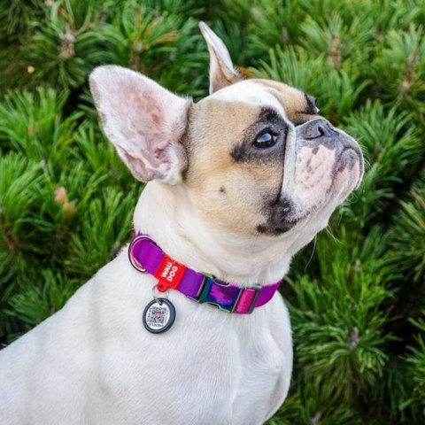 Collar Collar WauDog Recycled Obroża nylonowa z QR-paszportem, gradient M 20mm/28-40cm fioletowy