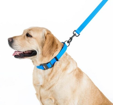 Collar Collar Waterproof Smycz wodoodporna L-XXL 25mm/183cm niebieska