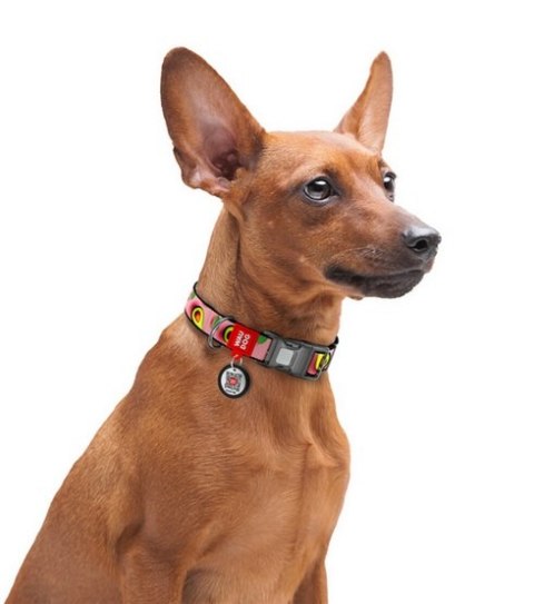 Collar Collar WauDog Nylon Obroża nylonowa z QR-paszportem, plastikowy fastex, wzór AWOKADO NA RÓŻU, S 15mm/25-35cm