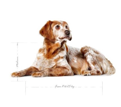 Royal Canin Size Royal Canin Medium Ageing 10+ karma sucha dla psów starszych, ras średnich 15kg