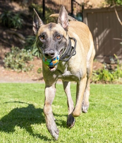 Chuckit! Chuckit! Eco Fetch Ball Large [37165]