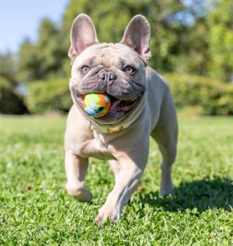 Chuckit! Chuckit! Eco Fetch Ball Small 2pak [37163]
