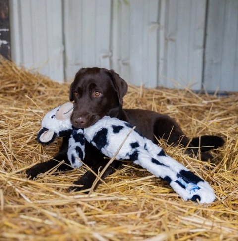 Zolux Zolux Zabawka pluszowa Furry Farm Krowa Isache 60cm