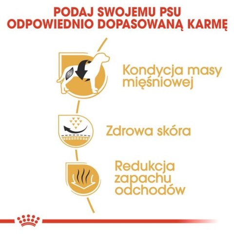Royal Canin Breed Royal Canin French Bulldog Adult karma sucha dla psów dorosłych rasy buldog francuski 3kg