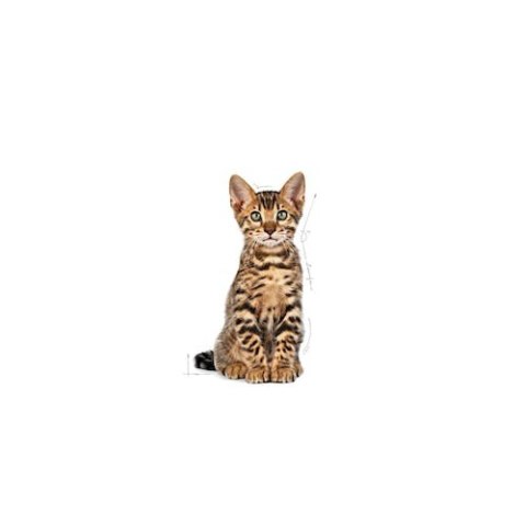 Royal Canin Feline Royal Canin Kitten Sterilised karma sucha dla kociąt od 4 do 12 miesiąca życia, sterylizowanych 2kg