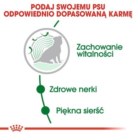 Royal Canin Size Royal Canin Mini Ageing 12+ karma sucha dla psów dojrzałych po 12 roku życia, ras małych 1,5kg