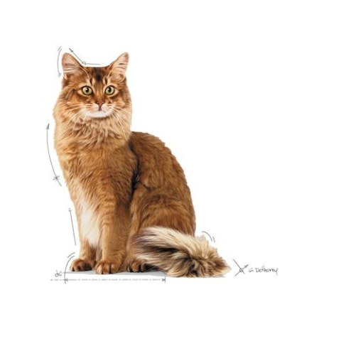 Royal Canin Feline Royal Canin Light Weight Care w galaretce karma mokra dla kotów dorosłych, z tendencją do nadwagi saszetka 85g