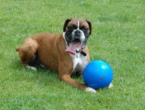 Boomer Ball Boomer Ball XL - 10" / 25cm niebieska