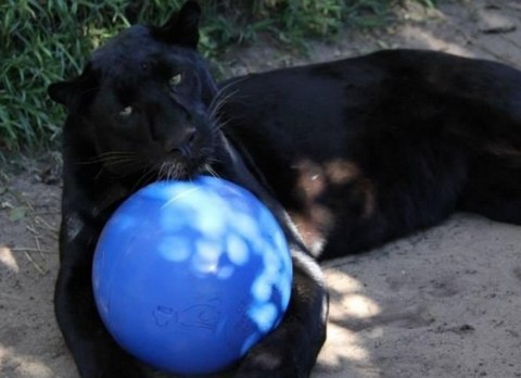 Boomer Ball Boomer Ball XL - 10" / 25cm niebieska