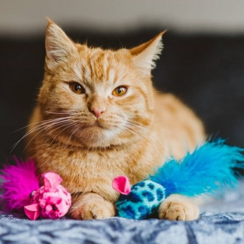 Dingo Dingo Zabawka dla kota - Kolorowe myszki 2szt różowa i niebieska