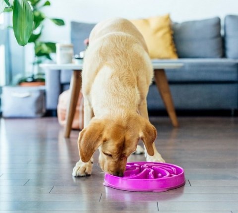 Outward Hound Outward Hound Fun Feeder Miska spowalniająca fioletowa [51003]