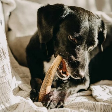 4DOGS 4DOGS Gryzak z poroża L hard