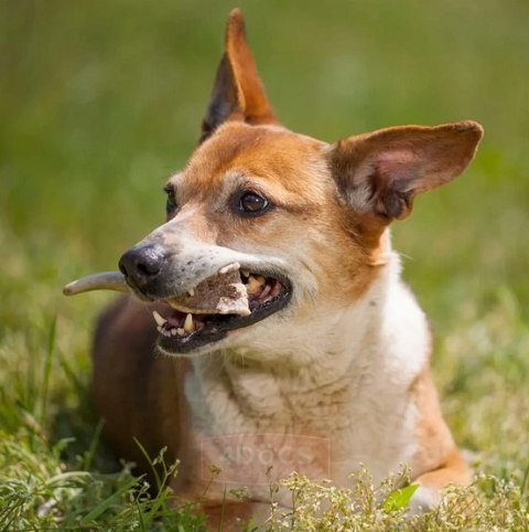 4DOGS 4DOGS Gryzak z poroża XXL hard