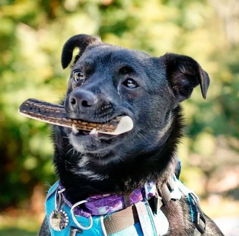 4DOGS 4DOGS Gryzak z poroża S easy