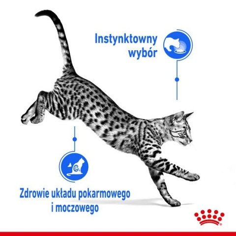 Royal Canin Feline Royal Canin Indoor Sterilised Jelly karma mokra dla kotów dorosłych sterylizowanych, przebywających w domu saszetka 85g