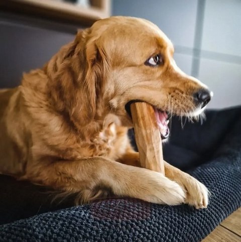 4DOGS 4DOGS Gryzak z drzewa oliwnego S