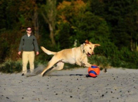 Chuckit! Chuckit! Kick Fetch Small [251101]
