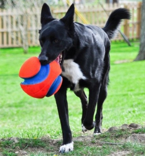 Chuckit! Chuckit! Kick Fetch Small [251101]