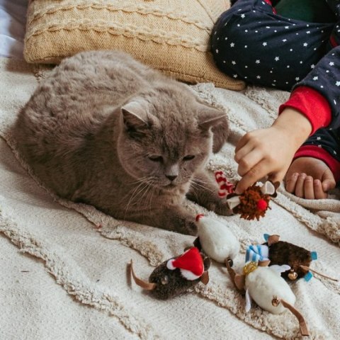 Dingo Dingo Zabawka dla kota - Jeżomyszka MOP