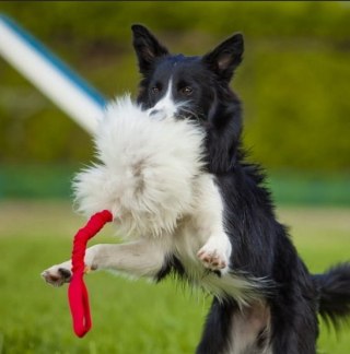 Dingo Dingo Zabawka dla psa - Szarpak Naturalne futro owcze bungee różowy