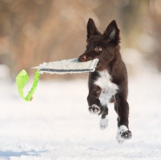 Dingo Dingo Zabawka dla psa - Szarpak Wełna owcza z rączką bungee zielony