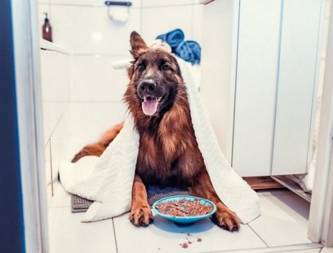 LickiMat LickiMat Splash miska z przyssawką turkusowa