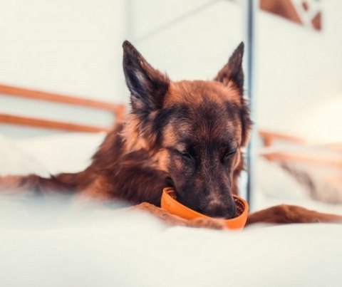 LickiMat LickiMat Wobble Miska głęboka Jeżyk miękka pomarańczowa