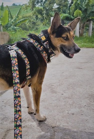 Dingo Dingo Obroża regulowana City - Chiapas 2,0cm/45cm