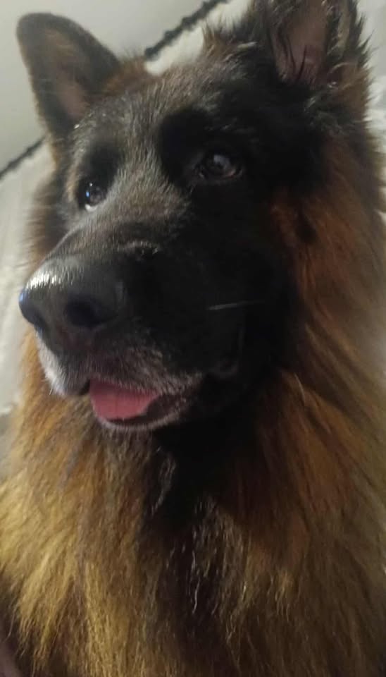 Czego nie może jeść pies? Lista zakazanych pokarmów